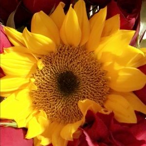 Meet your Posher, Rosario